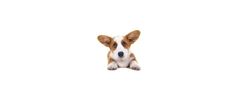 Perro