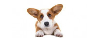 Perro