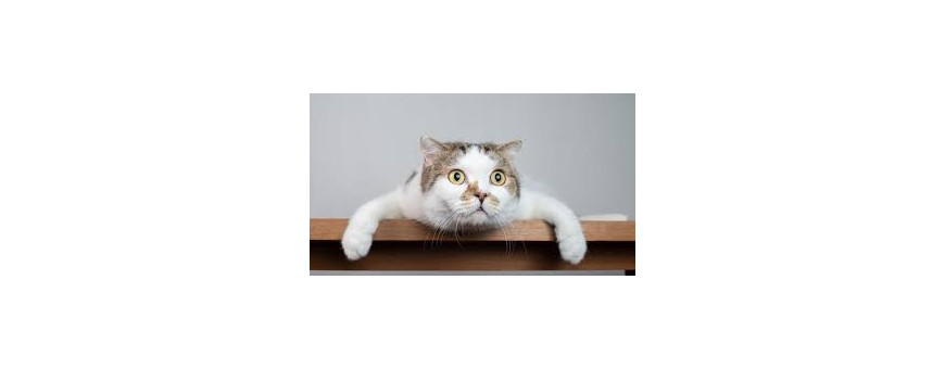 Gato