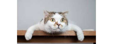Gato