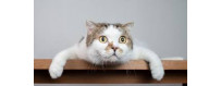 Gato