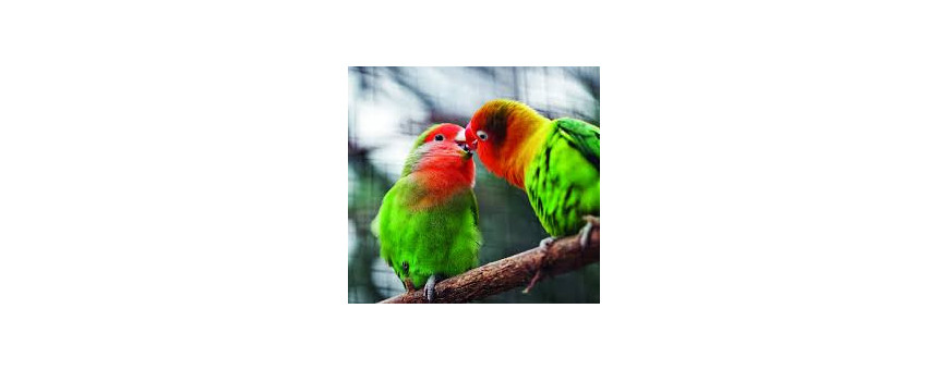 Pájaro