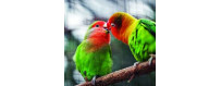 Pájaro